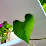A green leaf from a houseplant is shaped like a heart.