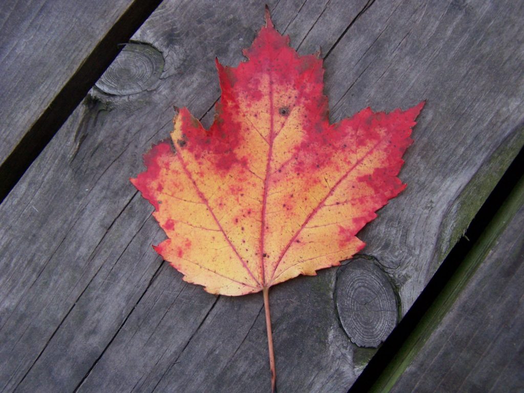 A close up of a single maple leaf on some weathered wood.  The leaf is more orange close to the stem, but at the top edges, the color has blended into red.