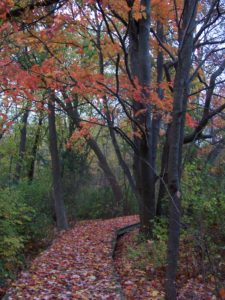 A narrow walking path through a forest stretches ahead and turns to the right.  The path is covered with leaves in Fall colors--mostly shades of orange.  Trees reach over the path and still hold about half of their orange leaves.