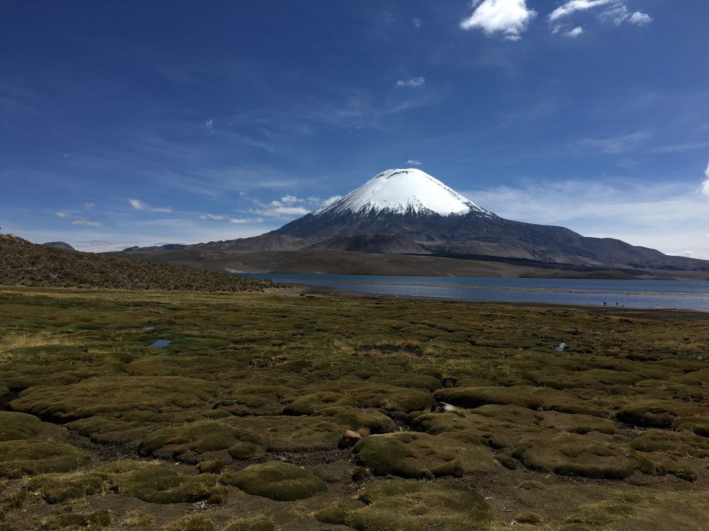 A photo of the Chilean high altitude wetlands with the Lago Chungará and the volcano Parinacota in the background.