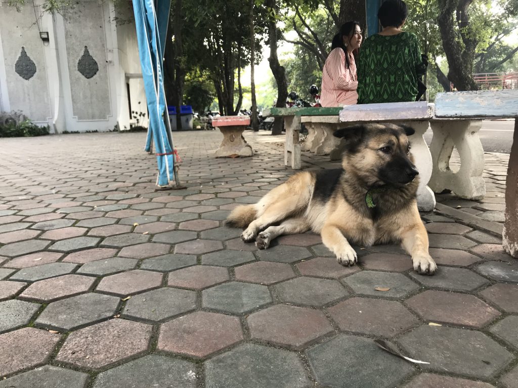 One of the University doggos waiting at the shuttle station