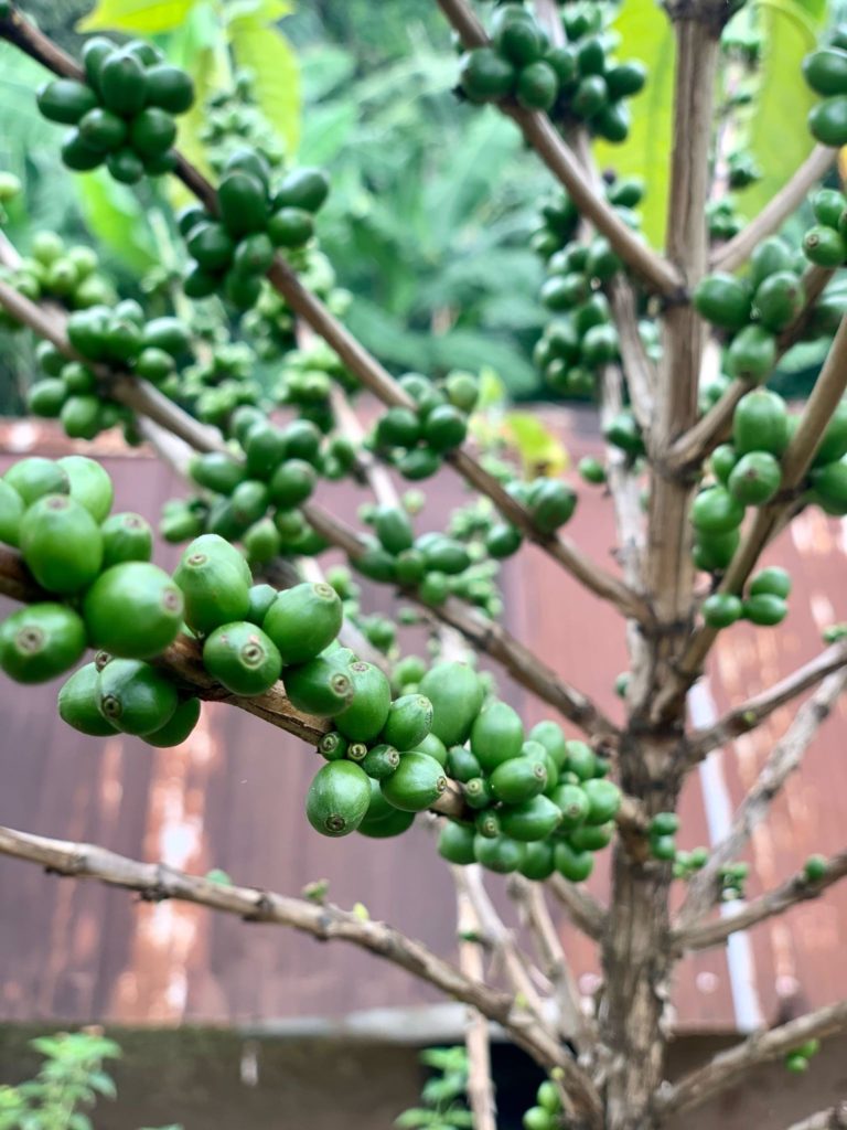 Unharvested Coffee Beans