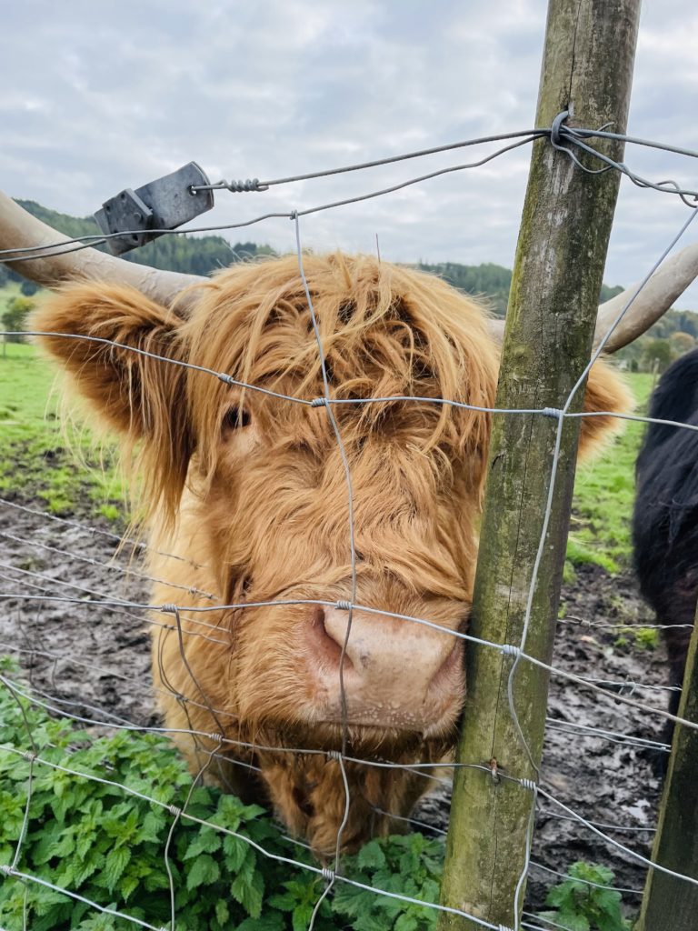 Highland Cows. 
Meet Honey. Honey was my first encounter with the famous Scottish highland cows. Known for their long horns and golden locks, they were my first true taste of the highlands! 