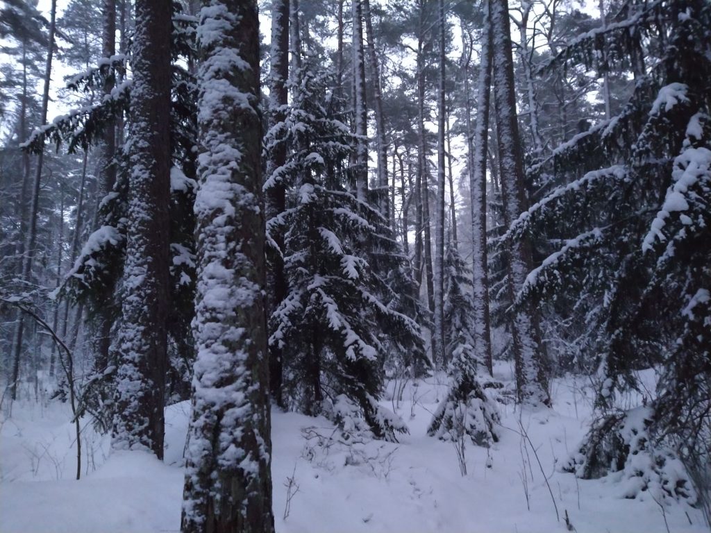 Forest near LCC University after it snowed
