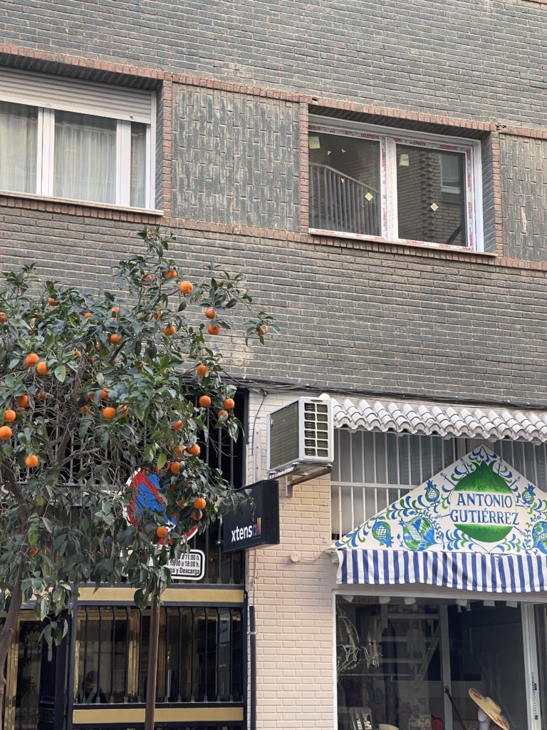 A picture of an orange tree. 