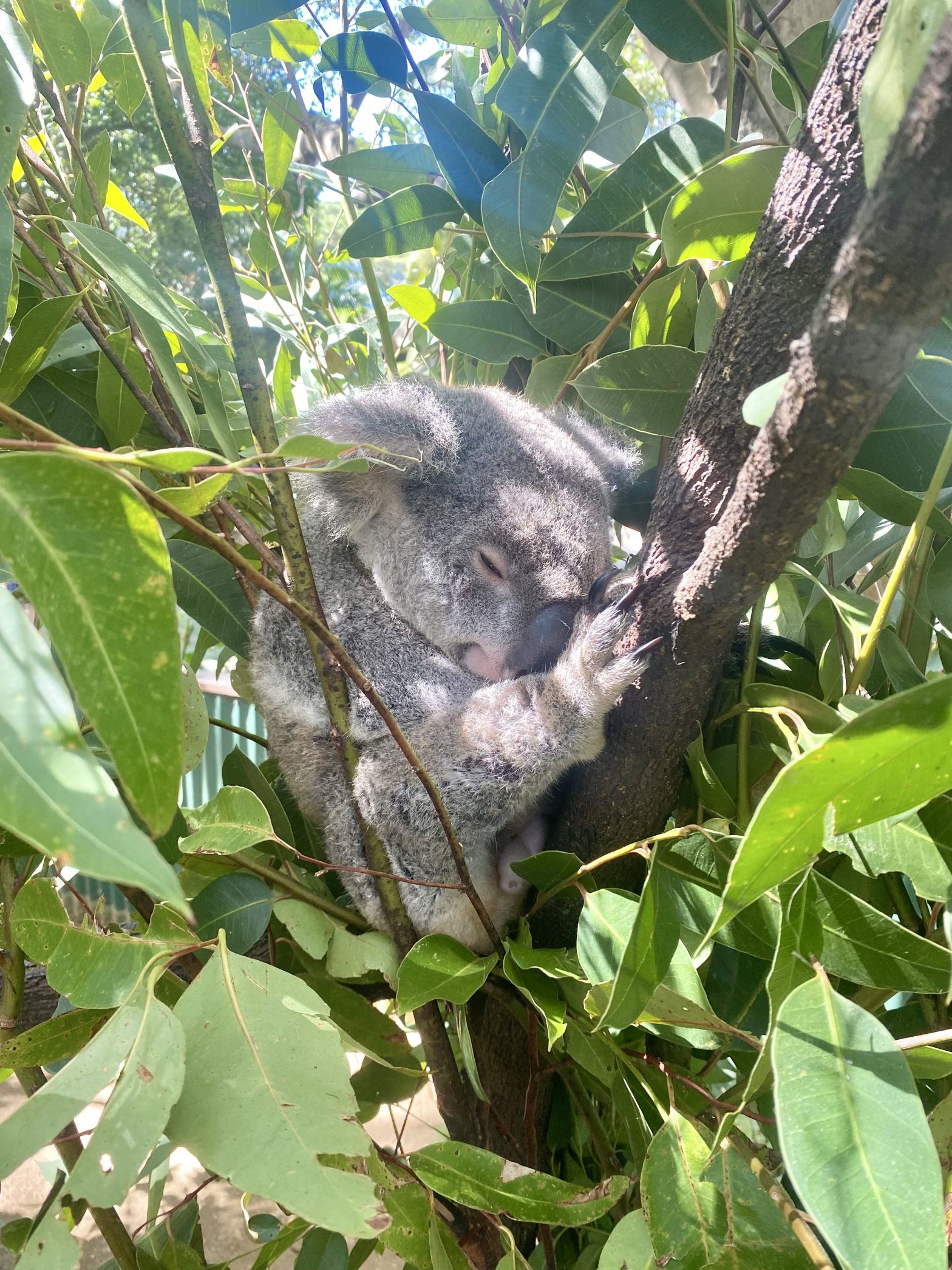 A sleeping koala nestled in a tree, surrounded by vibrant green leaves under dappled sunlight, conveying a serene and peaceful atmosphere.