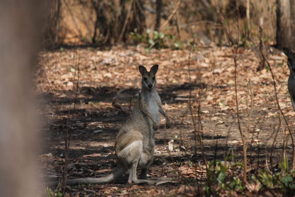 A kangaroo we saw checking out our camp. Luckily, this one was not being chased so we got a good photo!