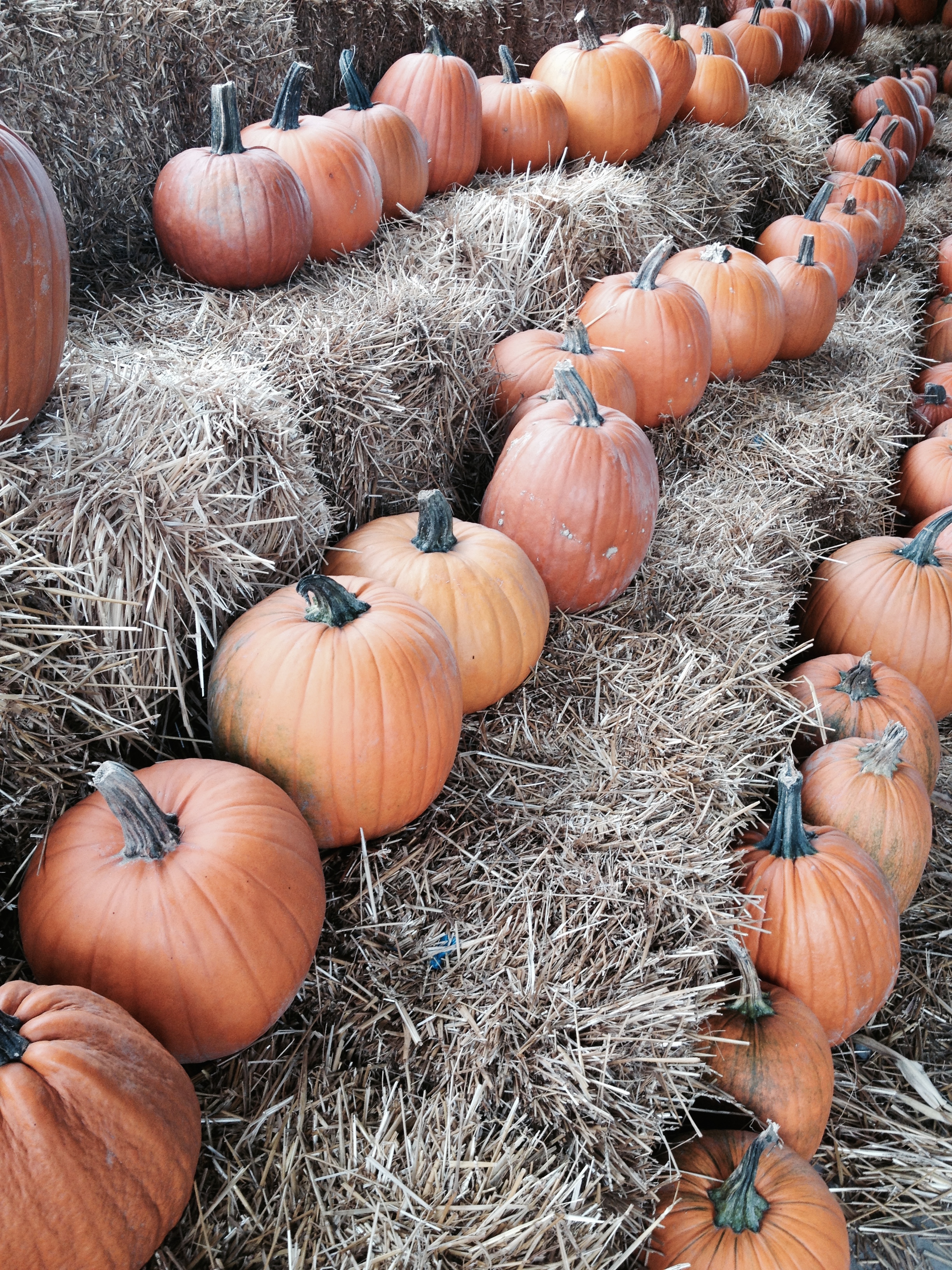 Lots of pumpkins!
