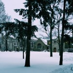 The snowy Pine Grove