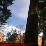 Blue skies, sunshine, and pine trees as seen from the hammock