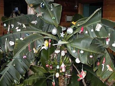 Christmas Mango tree in India. 