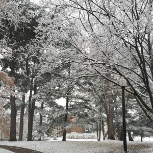 Snow covered pine trees on Hope's campus
