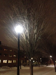 streetlight + tree