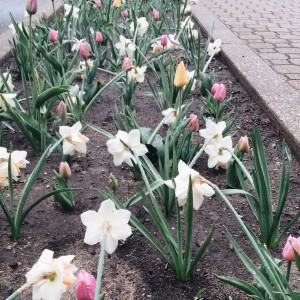 Tulips popping up in the spring time at Hope!