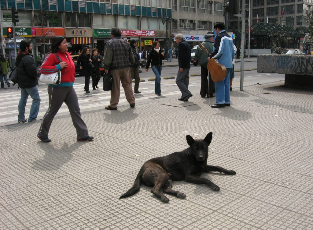 Street dog on the street in Santiago. 