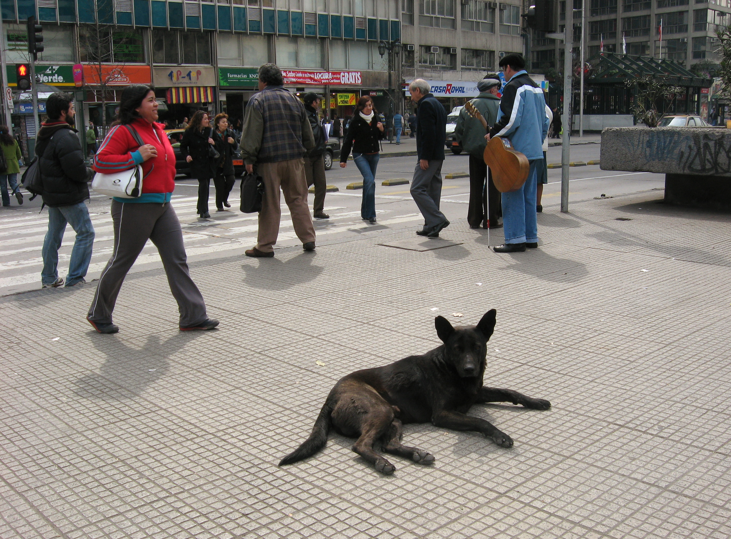 the dogs in the street