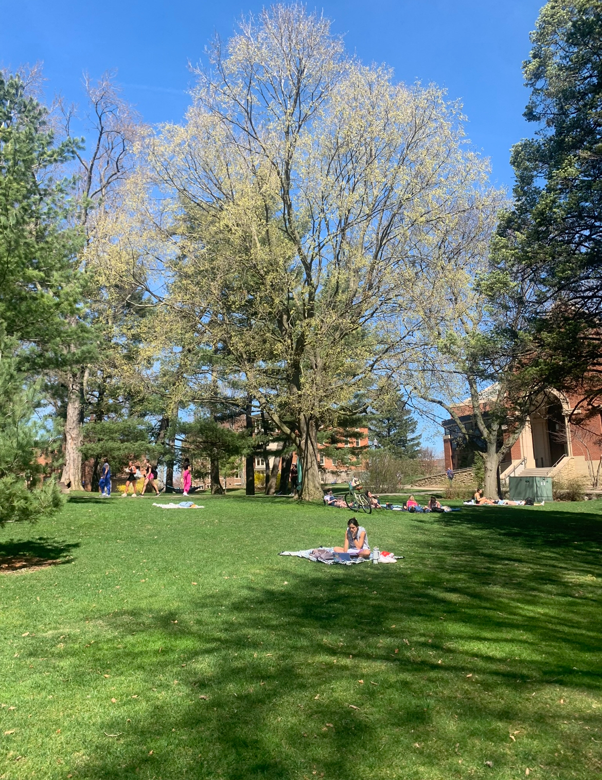 Trees blooming in the Pine Grove at Hope College