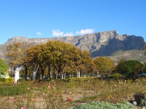 A great view of Table Mountain from the Company Gardens.