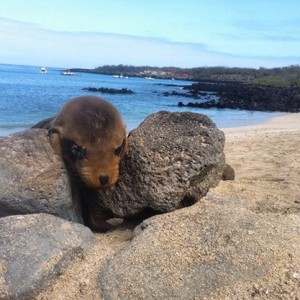 A baby sea lion resting on the rocks