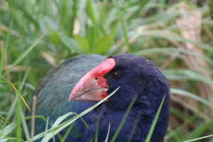 Fun Fact: the Takahe was thought to be extinct in 1898 until it was rediscovered in 1948 but they are still an endangered species