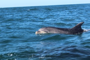 Bottle-nosed dolphins casually swimming right alongside the boat